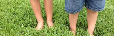 2020 early spring lawn care steps stop crabgrass with pre emergent weed control for lawns. How To Kill Weeds In St Augustine Grass Houston Grass Pearland