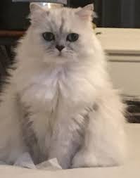They are tested and are negative for pkd and fiv & felv. Persian Silver Chinchilla Novocom Top
