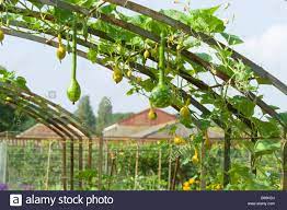 Ornamental Gourds Squashes Growing Over Frame In Vegetable Garden Stock Photo Royalty Free Image 21112718 Alamy Vegetable Garden Stock Photos Garden