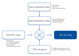 We would like to show you a description here but the site won't allow us. Frontiers Associating Type 2 Diabetes Risk Factor Genes And Fdg Pet Brain Metabolism In Normal Aging And Alzheimer S Disease Frontiers In Aging Neuroscience