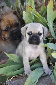 Black And Tan Pugalier Pugalier Puppies Pug X Cavalier King Charles Spaniel Ready 13 01 Dogs Puppies Gumtree Au Dogs And Puppies Puppies Cavalier King Charles Spaniel