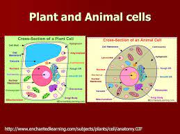 Importance in knowing the different parts of a plant and animal cells. Plant Cells Ppt Video Online Download