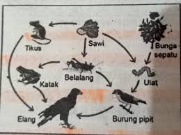 Hal yang sebenarnya terjadi adalah dalam suatu ekosistem tidaklah demikian. Berapa Rantai Makanankah Yg Terlihat Pada Gambar Jaring Jaring Makanan Tersebut Brainly Co Id
