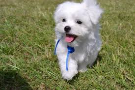 Teacup puppies for sale teacupmaltese,teacuppomeranian. Maltese Puppies For Sale These Precious Puppies Are Waiting For You