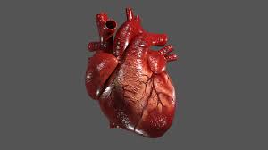 Maybe you would like to learn more about one of these? Human Heart Model And Animation On Behance