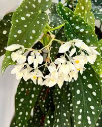 Image result for Begonia scutulum