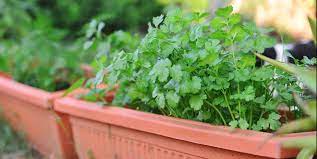It is better if you sow the seeds directly in a final. How To Grow Cilantro Plants Tips For Growing Cilantro