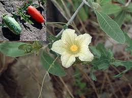 Image result for Coccinia sessilifolia