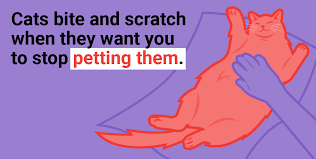As owners learn more about these behaviors and their significance, they will be able to grow even closer to their favorite pets. 7 Quirky Cat Behaviors And What They Mean