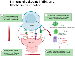 Image result for Immune Checkpoint Inhibitor