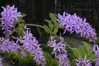 Image result for Petrea volubilis