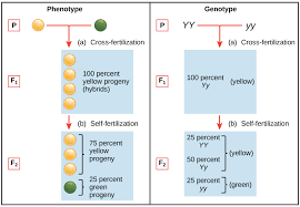 Biology education study program department of mathematic and science education faculty of teacher training monohybrid cross is a method of determining the inheritance pattern of a trait between two single organisms. Mendel S Law Of Segregation Genetics Article Khan Academy