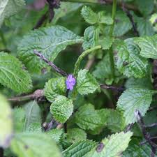Image result for Stachytarpheta urticifolia