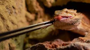 How Many Crickets To Feed A Bearded Dragon Feeding Guide 101 Exopetguides