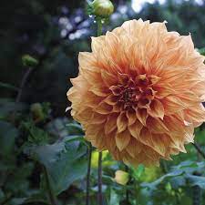 From roses and carnations to gerber daisies and peruvian lilies, we are the source for your flower needs! Peach Goes With Everything Finegardening