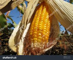 Image result for Zea mays