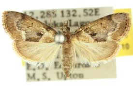 Image result for Otiophora