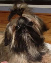 Beautiful Shih Tzu Shih Tzu Shih Tzu Dog Shih Tzu Puppy