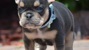 If you are looking to adopt or buy a frenchy take a look here! Can French Bulldogs Wear Collars French Bulldog Breed