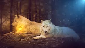 Maybe you would like to learn more about one of these? White Wolf Wolf Hd Wallpaper Wallpaper Flare