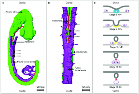 Notochord, flexible rodlike structure of mesodermal cells that is the principal longitudinal structural element of chordates and of the early embryo of vertebrates, in both of which it plays an organizational role in nervous system development. Overview Of The Developing Notochord In Relation To The Fusion Of The Download Scientific Diagram