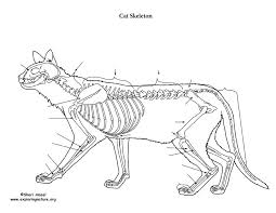 The fibula is the larger of the 2 bones and is located above the tibia. Feline Skeletal Anatomy Hind Legs Diagram Quizlet