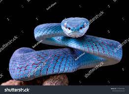 Blue Viper Snake Closeup Face Viper Snake Blue Insularis Trimeresurus Insularis Animal Closeup Image Photo Viper Snake Snake Stock Photos