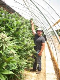 Light deprivation greenhouses are custom greenhouses that follow the light dep. Diy Light Dep Greenhouse