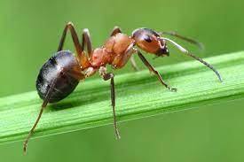 As formigas são insetos pertencentes à família formicidae da ordem hymenoptera. Formigas