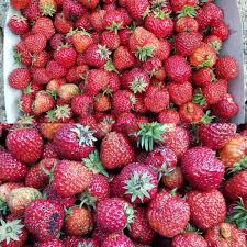 Die Erdbeeren Sind Reif Erdbeerzeit Erdbeere Erdbeeren Erdbeerlounge Erdbeerland Erdbeermund Erdbeerfeld Erdbeeren S Gartenbau Garten Gartenbeet