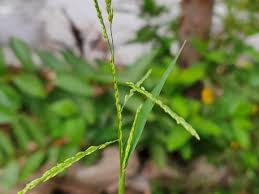 Image result for Eriochloa