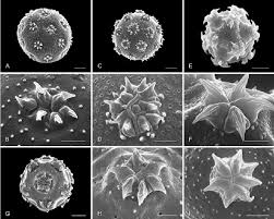 Image result for Centemopsis trinervis