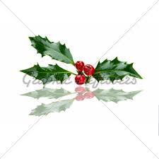 Check spelling or type a new query. Christmas Holly And Red Berries With Reflection Christmas Holly Red Berries Christmas Fonts