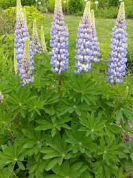 Romulus claimed that some humans evolved from canines instead of primates, the lupine, or lupus sapiens. Garten Lupine Kastellan Kaufen Garten Von Ehren Qualitat Seit 1865 Garten Von Ehren