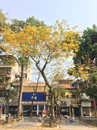 File:Cay la vang tai vuon hoa Hang Dau.jpg