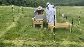 Hive Dive