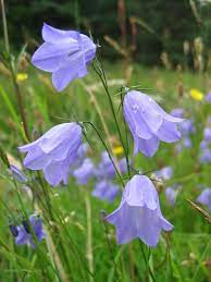 Mariealice S Image Wild Flowers Purple Flowers Wildflower Seeds
