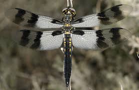 Image result for Libellulidae