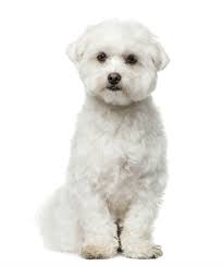 7 Common Dog Haircuts Qc Pet Studies