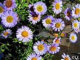 Image result for Erigeron steudelii