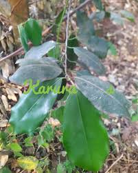 Image result for Mimusops kummel