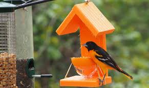 Try these 90 diy bird feeder ideas that are easy to make and brings beautiful birds to visit your garden regularly. Top 10 Best Oriole Feeders Of 2021 Review By Seabirdsanctuary