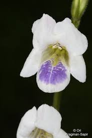 Image result for Asystasia intrusa