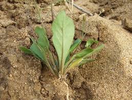 Image result for Sclerodactylon macrostachyum