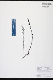 Image result for Striga gesnerioides