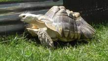 Zoo med's tortoise house™ is an ideal enclosure to house this species as a hatchling and juvenile. African Spurred Tortoise Wikipedia
