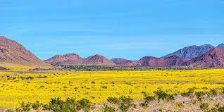 Maybe you would like to learn more about one of these? Death Valley Super Bloom 2016 Photograph By Peter Tellone