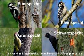 Deutschland ist der wichtigste handelspartner des vereinigten königreichs, umgekehrt ist großbritannien für deutschland nur der fünfwichtigste handelspartner. Spechte Steckbriefe Grosse Alter Feinde Von Spechtarten In Deutschland