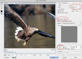 How To Upload Photos To Facebook At The Best Quality Possible Wildlife Photography Action Photography Wildlife
