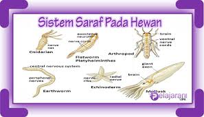 Makalah materi sistem saraf pada manusia yang meliputi gambar sistem saraf, sistem syaraf pusat, fungsi sistem saraf, fungsi akson dan fungsi neuron. Sistem Saraf Pada Hewan Vertebrata Dan Avertebrata Dengan Penjelasan Dan Contohnya Terlengkap Ilmu Pengetahuan Alam Ipa